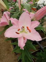 [5666 VZ W09 0230-01 No02.JPG]